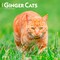 Ginger Cats | 2026 12 x 24 Inch (Hanging) Monthly Square Wall Calendar | Plastic-Free